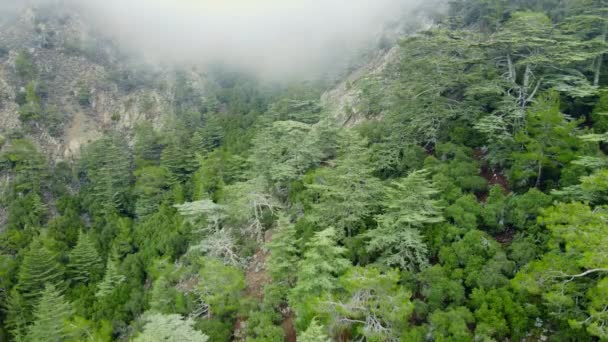 Nevoeiro nevoeiro nebuloso soprando sobre floresta de pinheiros, tempo chuvoso em montanhas. Imagens aéreas místicas e mágicas de árvores de floresta de abeto nas colinas da montanha no dia nebuloso. Nevoeiro da manhã em Chipre — Vídeo de Stock