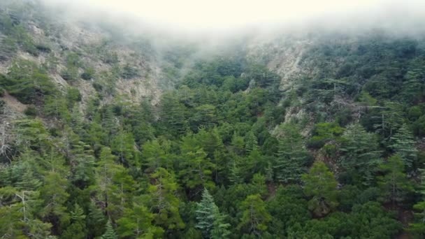 Niebla brumosa que sopla sobre el bosque de pinos, tiempo lluvioso en las montañas. Imágenes aéreas mágicas y místicas de árboles de abetos en las colinas de las montañas en el día brumoso. Niebla matutina en Chipre — Vídeos de Stock