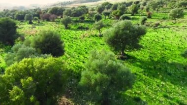 Yaz mevsiminde büyük zeytin ağaçları ve yeşil çimlerle Akdeniz manzarası güneşli havalarda Kıbrıs havası, saf doğa konsepti