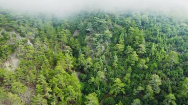 Çam ağaçları üzerinde sisli bir sis, dağlarda yağmurlu bir hava. Sisli bir günde dağ tepelerindeki ladin orman ağaçlarının mistik ve sihirli hava görüntüleri. Kıbrıs 'ta sabah sisi