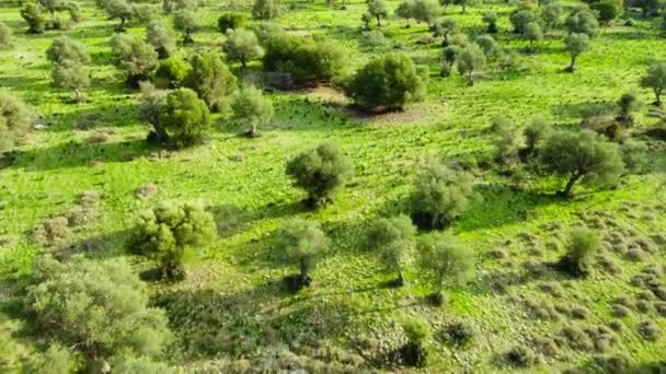 Mediterrane landschap met een grote olijfboom en groen gras in de zomer, Luchtfoto van Cyprus bij zonnig weer, Pure natuur concept — Stockvideo