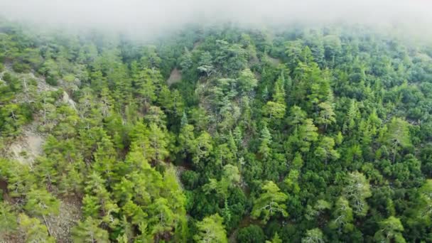 Nevoeiro nevoeiro nebuloso soprando sobre floresta de pinheiros, tempo chuvoso em montanhas. Imagens aéreas místicas e mágicas de árvores de floresta de abeto nas colinas da montanha no dia nebuloso. Nevoeiro da manhã em Chipre — Vídeo de Stock