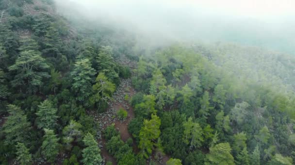 霧の霧の松の木の森、山の中で雨の天気が吹いている。霧の日に山の丘の上にスプルースの森の木の神秘的で魔法の空中映像。キプロスの朝の霧 — ストック動画