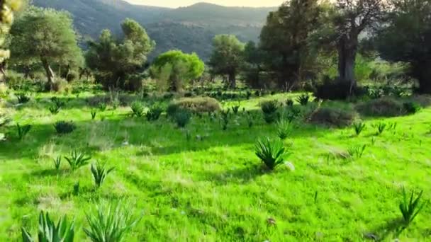 Beveger seg gjennom skogen med et stort oliventre ved fronten og grønt gress ved sommersesongen, luftlandskapet. Kypros ved solvær, rent naturkonsept – stockvideo