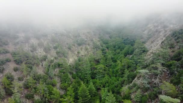 Misty fog blowing over pine tree forest, Rainy weather in mountains. Mystical and magical Aerial footage of spruce forest trees on the mountain hills at misty day. Morning fog at Cyprus — Stock Video