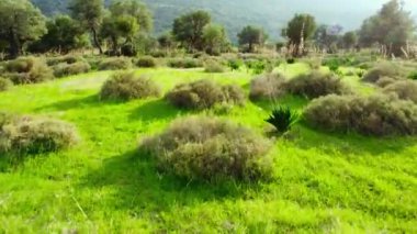 Yaz ormanı hava manzarası, güzel büyük zeytin ağacı ve tarlada yeşil çimenler. Güneşli havada Kıbrıs, saf doğa konsepti. Yüksek kaliteli görüntüler