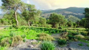 Yaz ormanı hava manzarası, güzel büyük zeytin ağacı ve tarlada yeşil çimenler. Güneşli havada Kıbrıs, saf doğa konsepti. Yüksek kaliteli görüntüler