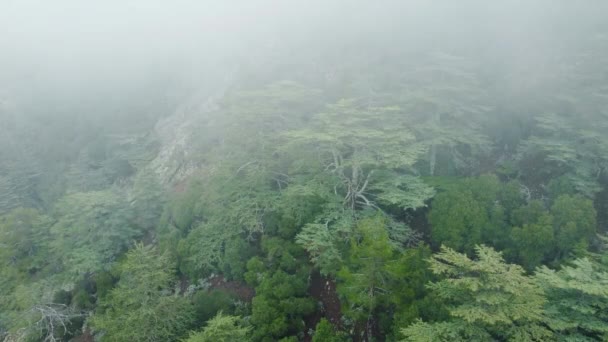 Regenwetter Den Bergen Nebelschwaden Wehen Über Den Kiefernwald Luftaufnahmen Von — Stockvideo