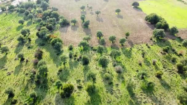 Sommerwald Luftlandschaft Schöne Große Olivenbaum Und Grünes Gras Auf Dem — Stockvideo