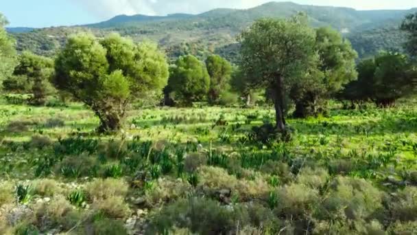 夏天的森林空中风景 美丽的大橄榄树和青草在田野里 塞浦路斯在阳光普照的天气 纯真自然的概念 高质量的镜头 — 图库视频影像