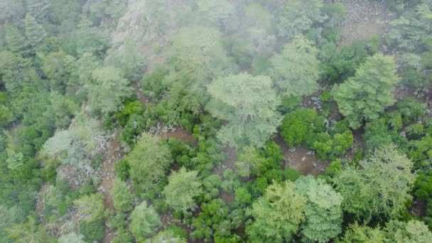 Drone Voa Sobre Uma Bela Floresta Coníferas Dramáticas Cobertas Com — Vídeo de Stock