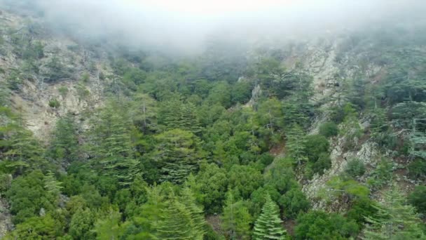 Drone Vuela Sobre Hermoso Bosque Dramático Coníferas Cubierto Niebla Bosque — Vídeos de Stock