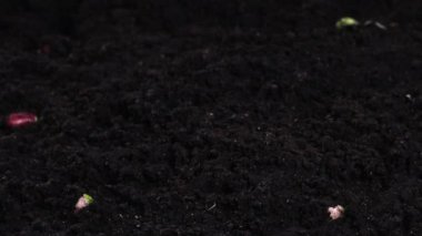Timelapse 'de tohumdan yetişen bitkiler, Bean Sprouts Germination, yiyecek ve sebze yetiştirme, Sağlıklı Besin Konsepti. Yüksek kalite 4k görüntü