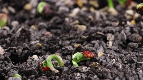 Rostliny Rostoucí Semen Včasné Době Výhonky Fazolí Klíčivost Pěstování Potravin — Stock video