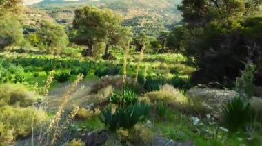 Akdeniz manzarası, insansız hava aracı zeytin ağaçlarının arasında yavaşça uçuyor, yeşil koruluğun güzel doğa manzarası. Kıbrıs Havalimanı. Yüksek kalite 4k görüntü