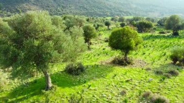 Akdeniz manzarası, insansız hava aracı zeytin ağaçlarının arasında yavaşça uçuyor, yeşil koruluğun güzel doğa manzarası. Kıbrıs Havalimanı. Yüksek kalite 4k görüntü
