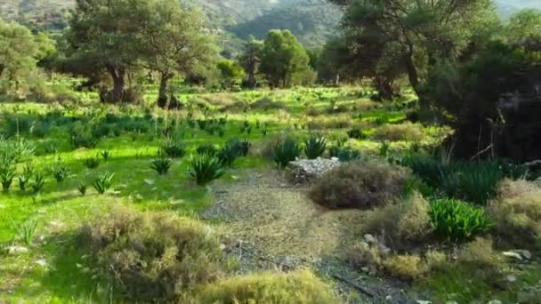 Mediterrane Landschap Drone Langzaam Vliegend Door Olijfbomen Prachtig Uitzicht Natuur — Stockvideo