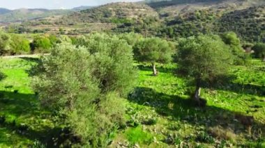 Akdeniz manzarası, insansız hava aracı zeytin ağaçlarının arasında yavaşça uçuyor, yeşil koruluğun güzel doğa manzarası. Kıbrıs Havalimanı. Yüksek kalite 4k görüntü