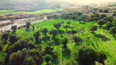 Akdeniz manzarası, insansız hava aracı zeytin ağaçlarının arasında yavaşça uçuyor, yeşil koruluğun güzel doğa manzarası. Kıbrıs Havalimanı. Yüksek kalite 4k görüntü