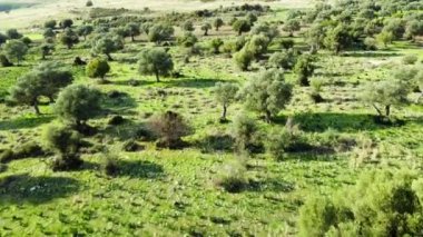 Akdeniz manzarası, insansız hava aracı zeytin ağaçlarının arasında yavaşça uçuyor, yeşil koruluğun güzel doğa manzarası. Kıbrıs Havalimanı. Yüksek kalite 4k görüntü