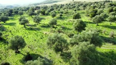 Akdeniz manzarası, insansız hava aracı zeytin ağaçlarının arasında yavaşça uçuyor, yeşil koruluğun güzel doğa manzarası. Kıbrıs Havalimanı. Yüksek kalite 4k görüntü