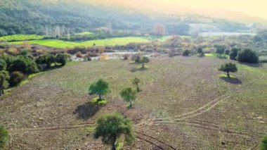 Akdeniz manzarası, insansız hava aracı zeytin ağaçlarının arasında yavaşça uçuyor, yeşil koruluğun güzel doğa manzarası. Kıbrıs Havalimanı. Yüksek kalite 4k görüntü