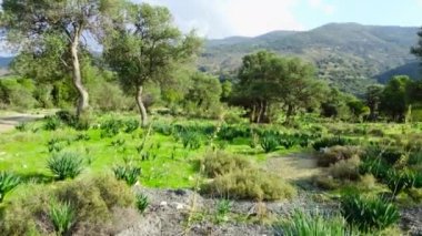 Akdeniz manzarası, insansız hava aracı zeytin ağaçlarının arasında yavaşça uçuyor, yeşil koruluğun güzel doğa manzarası. Kıbrıs Havalimanı. Yüksek kalite 4k görüntü