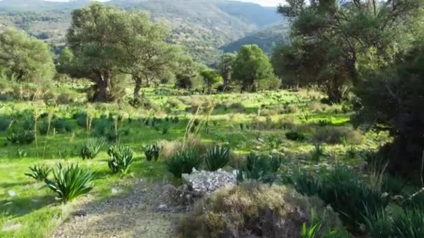 Mediterrane Landschap Drone Langzaam Vliegend Door Olijfbomen Prachtig Uitzicht Natuur — Stockvideo