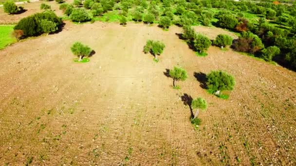 Mediterrane Landschap Drone Langzaam Vliegend Door Olijfbomen Prachtig Uitzicht Natuur — Stockvideo