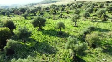 Akdeniz manzarası, insansız hava aracı zeytin ağaçlarının arasında yavaşça uçuyor, yeşil koruluğun güzel doğa manzarası. Kıbrıs Havalimanı. Yüksek kalite 4k görüntü