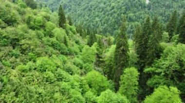 Yazın veya ilkbaharda güzel yeşil bir orman, hava manzarası. Yüksek kalite 4k görüntü