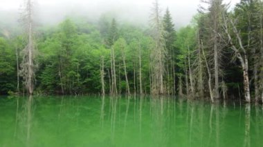  Güzel olağandışı doğa manzarası Misty Forest 'ta Sihirli Sabah, Göldeki ölü ağaçlar, yüksek kaliteli 4K görüntüler