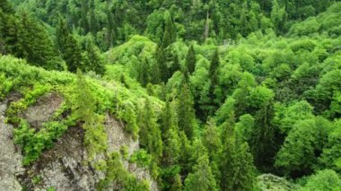 Yazın veya ilkbaharda güzel yeşil bir orman, hava manzarası. Yüksek kalite 4k görüntü