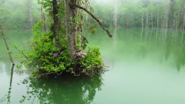 Magnifique Paysage Naturel Insolite Matin Magique Dans Forêt Brumeuse Arbres — Video