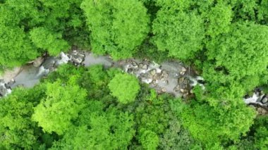 Tropikal ormanın yeşil yağmur ormanlarındaki havadan aşağıya bakan nehir. 4K güzel yaz manzarası yüksek kaliteli görüntüler.