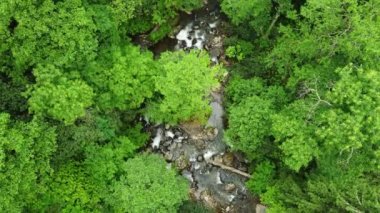 Tropikal ormanın yeşil yağmur ormanlarındaki havadan aşağıya bakan nehir. 4K güzel yaz manzarası yüksek kaliteli görüntüler.