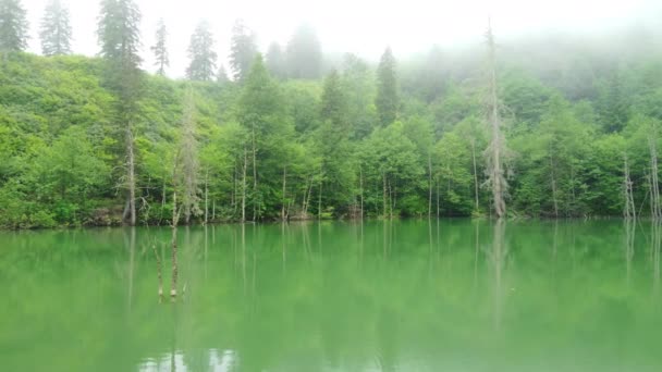 Beau Paysage Naturel Matin Magique Sur Lac Montagne Avec Forêt — Video