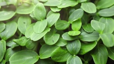 Zamanda yetişen bitkiler, filizlenen filizler yeni doğan bitkiler. Yüksek kalite 4k görüntü