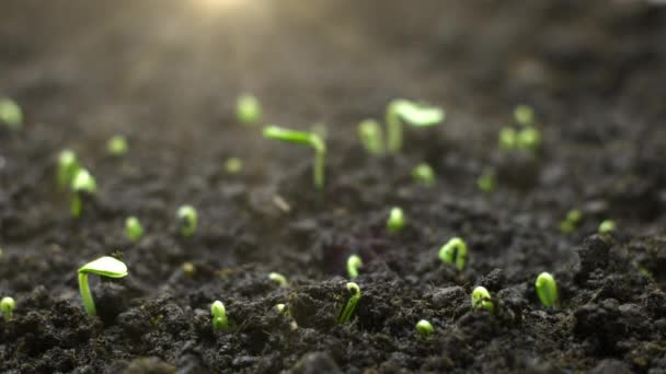 Hodowla Roślin Timelapse Sprout Kiełkowanie Noworodka Roślin Wysokiej Jakości Materiał — Wideo stockowe