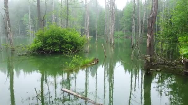Bellissimo Insolito Paesaggio Naturale Mattina Magica Nella Foresta Nebbiosa Alberi — Video Stock