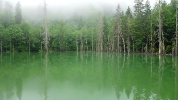 Piękny Niezwykły Krajobraz Magical Morning Misty Forest Martwe Drzewa Jeziorze — Wideo stockowe