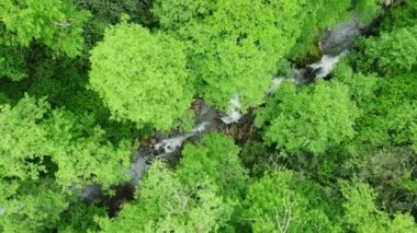 Nehir orman doğasında sabah sihirli hava manzarası 4k, yeşil yağmur ormanı ağaçları. Yüksek kalite 4k görüntü