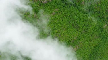 Dağdaki yaz ormanlarının yukarıdan görünüşü bulutların üzerinden uçmak, güzel doğal arka plan.