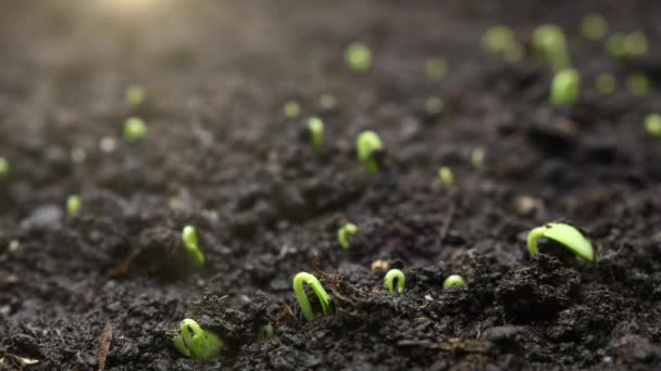 Cultivo Plantas Timelapse Brotes Germinación Planta Recién Nacida Imágenes Alta — Vídeos de Stock