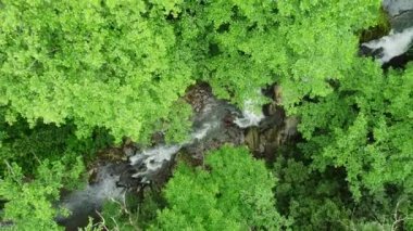 Nehir orman doğasında sabah sihirli hava manzarası 4k, yeşil yağmur ormanı ağaçları. Yüksek kalite 4k görüntü