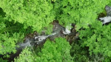 Nehir orman doğasında sabah sihirli hava manzarası 4k, yeşil yağmur ormanı ağaçları. Yüksek kalite 4k görüntü