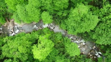 Nehir orman doğasında sabah sihirli hava manzarası 4k, yeşil yağmur ormanı ağaçları. Yüksek kalite 4k görüntü