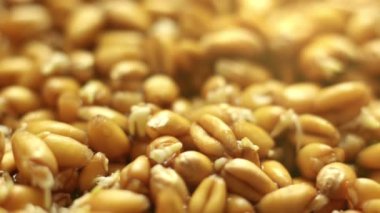 Zamanda yetişen bitkiler, filizlenen filizler yeni doğan bitkiler. Yüksek kalite 4k görüntü