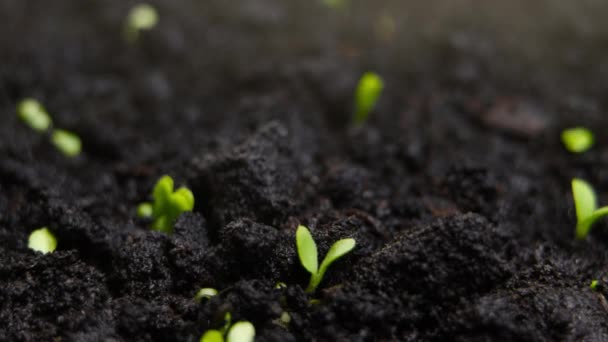 Hodowla Roślin Timelapse Sprout Kiełkowanie Noworodka Roślin Wysokiej Jakości Materiał — Wideo stockowe