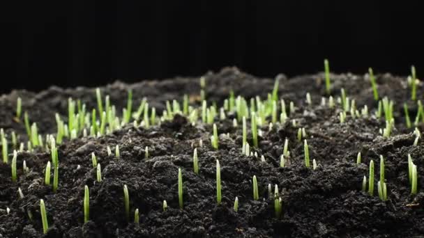 Cultivo Plantas Timelapse Brotes Germinación Planta Recién Nacida Imágenes Alta — Vídeos de Stock